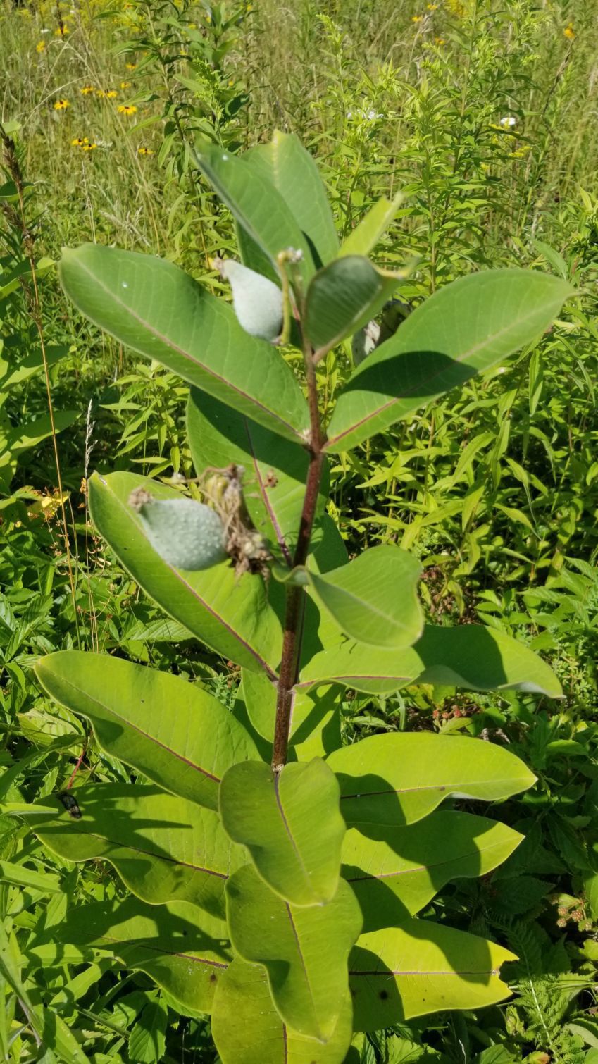 Milkweed